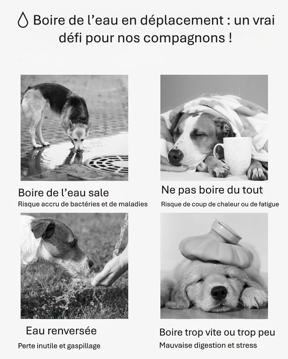 Bouteille d’eau pour animaux – Pliable, Étanche & Portable pour chien et chat en voyage
