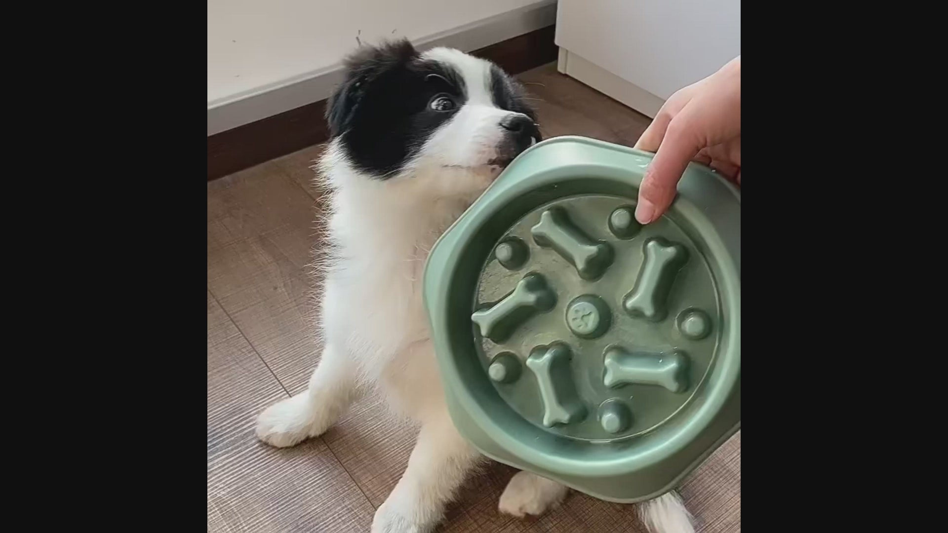 Gamelle anti glouton pour chien – Bol à ingestion lente, antidérapant et ludique